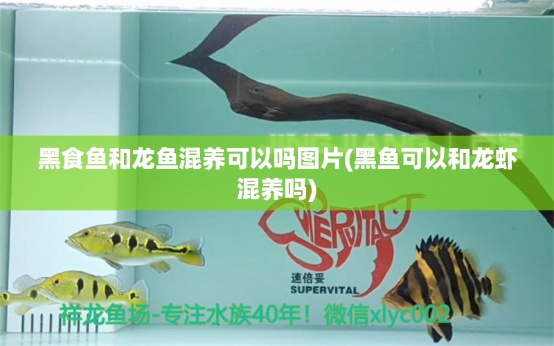 黑食魚(yú)和龍魚(yú)混養(yǎng)可以嗎圖片(黑魚(yú)可以和龍蝦混養(yǎng)嗎)