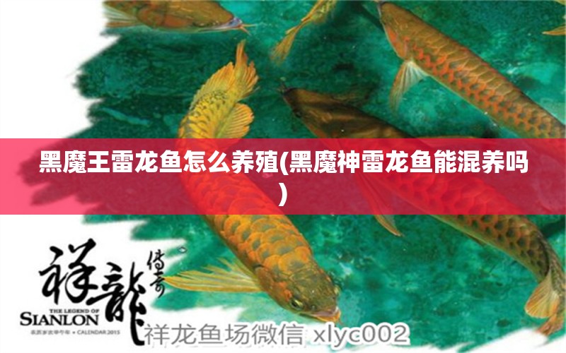 黑魔王雷龍魚怎么養(yǎng)殖(黑魔神雷龍魚能混養(yǎng)嗎) 潛水艇魚