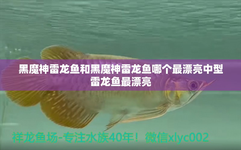 黑魔神雷龍魚和黑魔神雷龍魚哪個(gè)最漂亮中型雷龍魚最漂亮 養(yǎng)魚知識(shí)