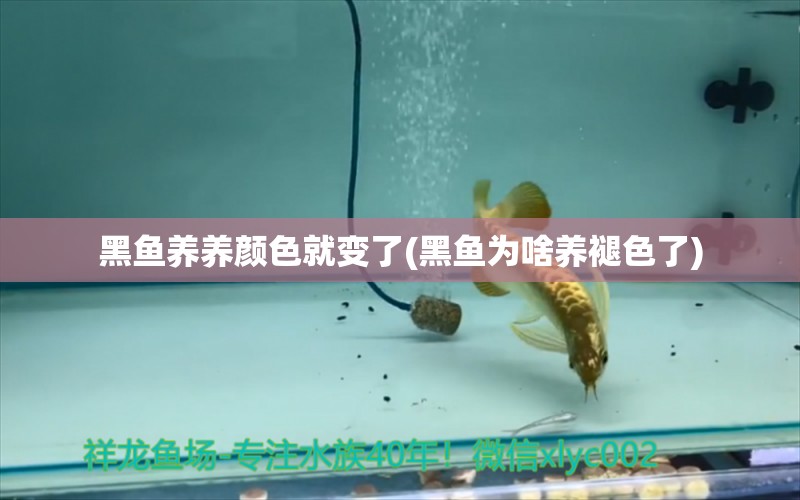 黑魚(yú)養(yǎng)養(yǎng)顏色就變了(黑魚(yú)為啥養(yǎng)褪色了) 水族品牌