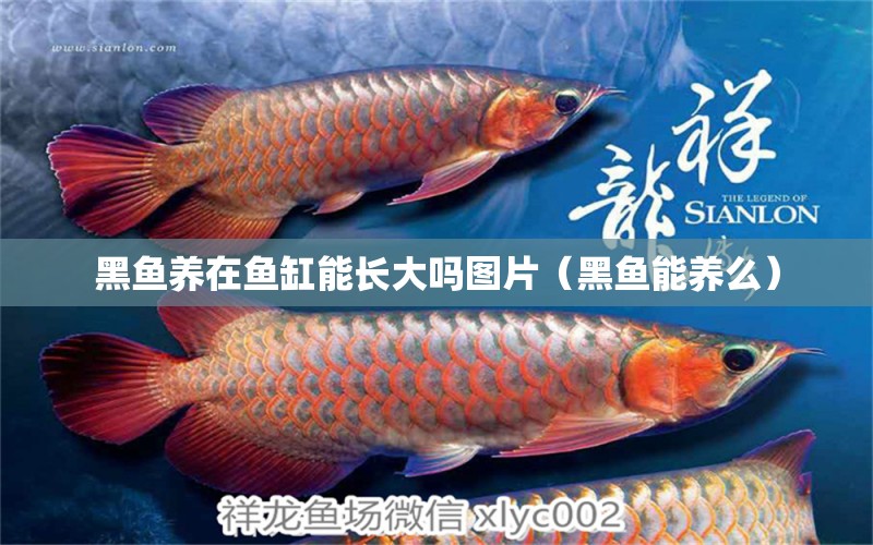 黑魚養(yǎng)在魚缸能長大嗎圖片（黑魚能養(yǎng)么） 過背金龍魚