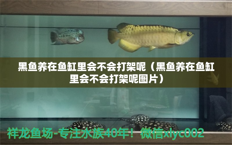 黑魚養(yǎng)在魚缸里會(huì)不會(huì)打架呢（黑魚養(yǎng)在魚缸里會(huì)不會(huì)打架呢圖片）