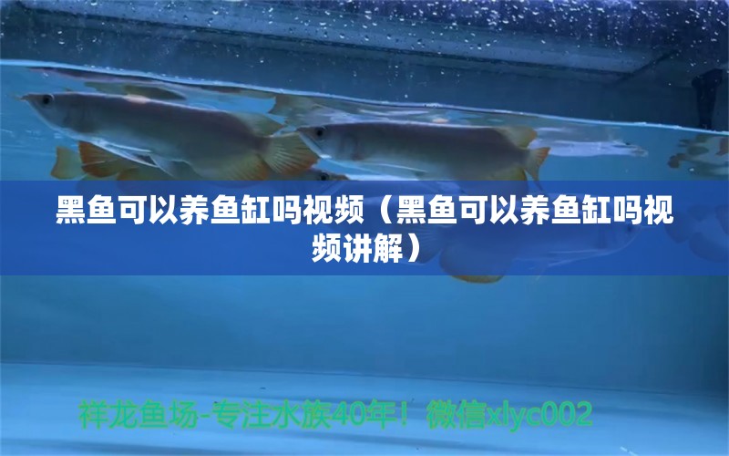 黑魚可以養(yǎng)魚缸嗎視頻（黑魚可以養(yǎng)魚缸嗎視頻講解）