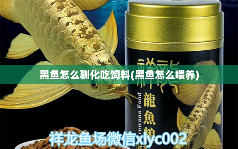 黑魚怎么馴化吃飼料(黑魚怎么喂養(yǎng)) 進(jìn)口元寶鳳凰魚