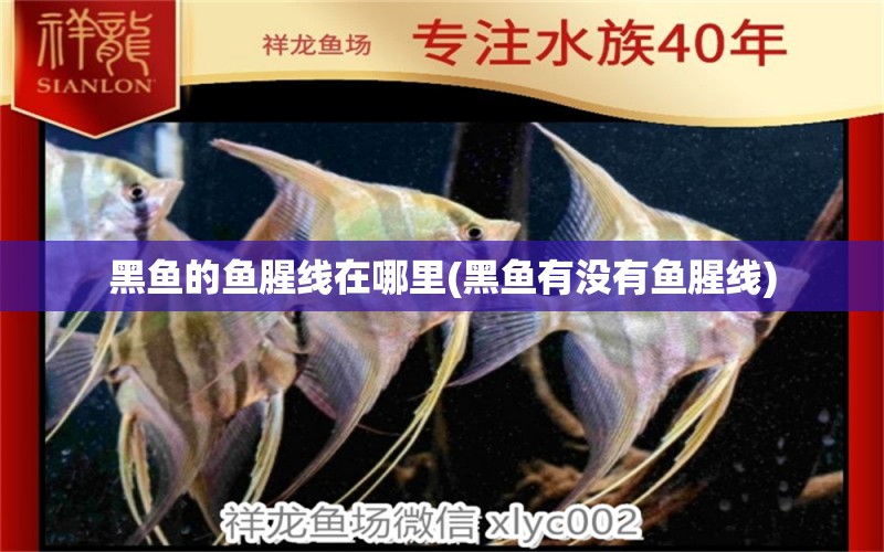 黑魚的魚腥線在哪里(黑魚有沒有魚腥線) 帝王血鉆魚