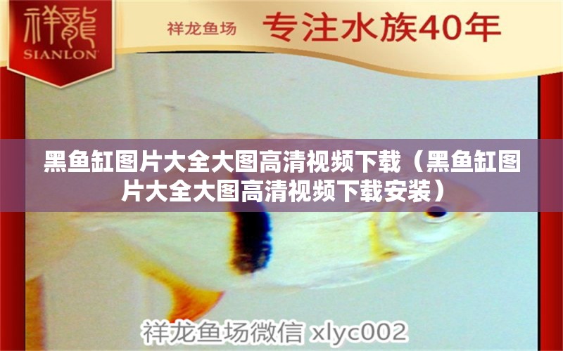 黑魚缸圖片大全大圖高清視頻下載（黑魚缸圖片大全大圖高清視頻下載安裝） 大日玉鯖魚 第1張