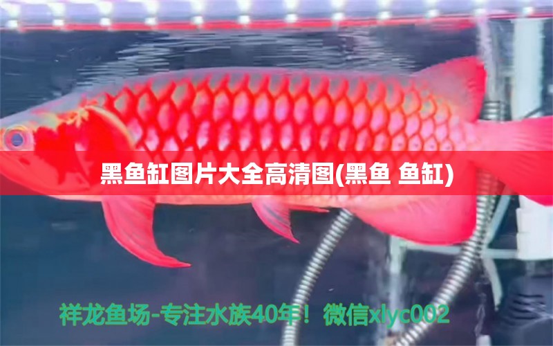 黑魚缸圖片大全高清圖(黑魚 魚缸) 申古銀版魚