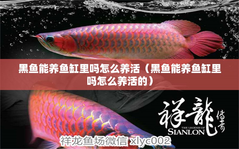 黑魚能養(yǎng)魚缸里嗎怎么養(yǎng)活（黑魚能養(yǎng)魚缸里嗎怎么養(yǎng)活的） 觀賞魚市場（混養(yǎng)魚）