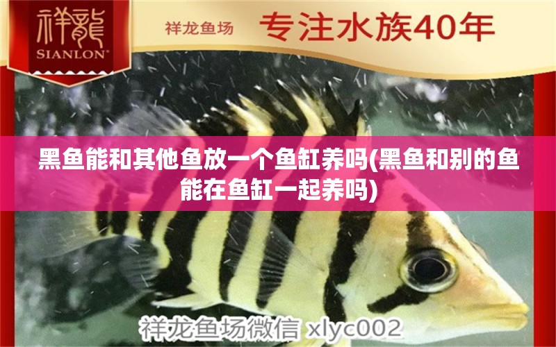 黑魚能和其他魚放一個魚缸養(yǎng)嗎(黑魚和別的魚能在魚缸一起養(yǎng)嗎) 綠皮辣椒小紅龍