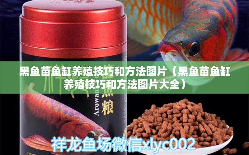 黑魚苗魚缸養(yǎng)殖技巧和方法圖片（黑魚苗魚缸養(yǎng)殖技巧和方法圖片大全）