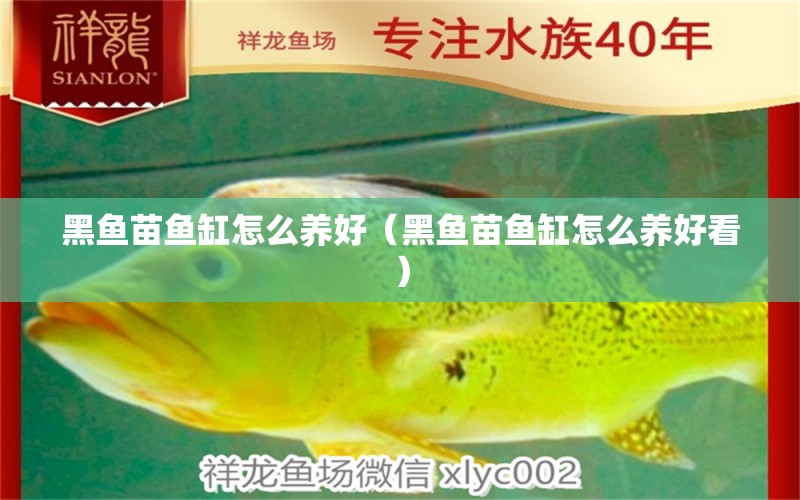 黑魚苗魚缸怎么養(yǎng)好（黑魚苗魚缸怎么養(yǎng)好看）