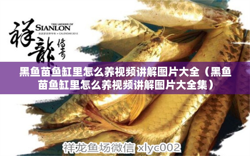 黑魚(yú)苗魚(yú)缸里怎么養(yǎng)視頻講解圖片大全（黑魚(yú)苗魚(yú)缸里怎么養(yǎng)視頻講解圖片大全集）