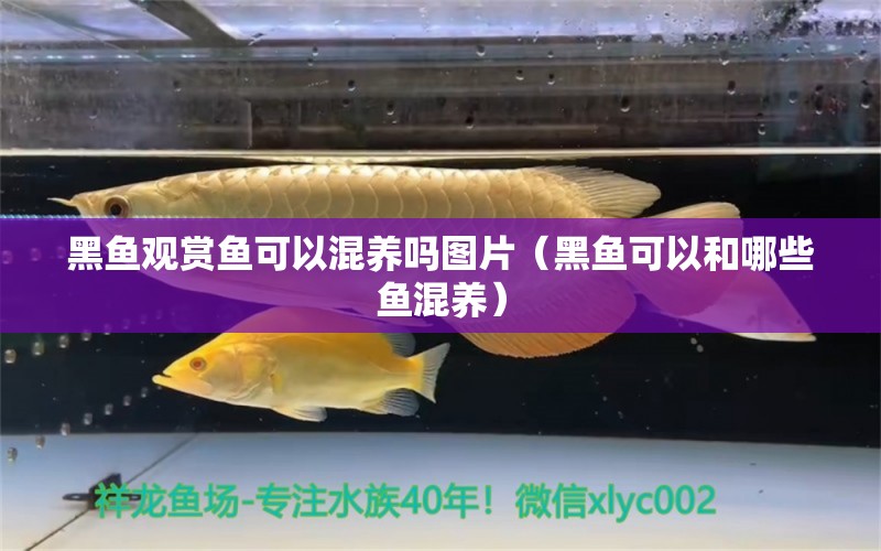 黑魚(yú)觀賞魚(yú)可以混養(yǎng)嗎圖片（黑魚(yú)可以和哪些魚(yú)混養(yǎng)） 錦鯉飼料