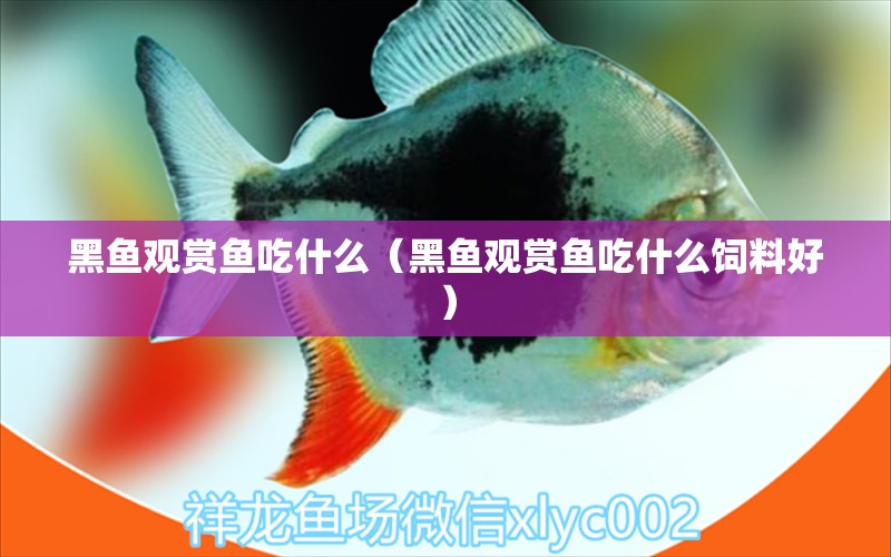 黑魚(yú)觀賞魚(yú)吃什么（黑魚(yú)觀賞魚(yú)吃什么飼料好） 黑白雙星魚(yú)