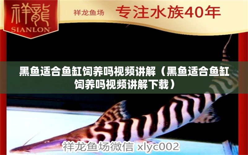 黑魚適合魚缸飼養(yǎng)嗎視頻講解（黑魚適合魚缸飼養(yǎng)嗎視頻講解下載）