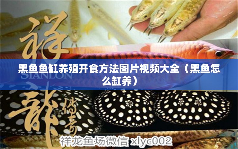 黑魚魚缸養(yǎng)殖開食方法圖片視頻大全（黑魚怎么缸養(yǎng)）