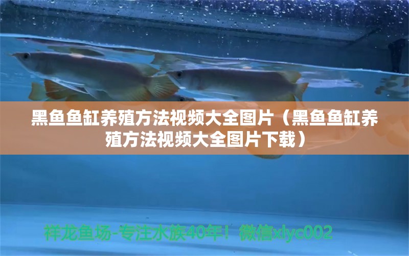 黑魚(yú)魚(yú)缸養(yǎng)殖方法視頻大全圖片（黑魚(yú)魚(yú)缸養(yǎng)殖方法視頻大全圖片下載）