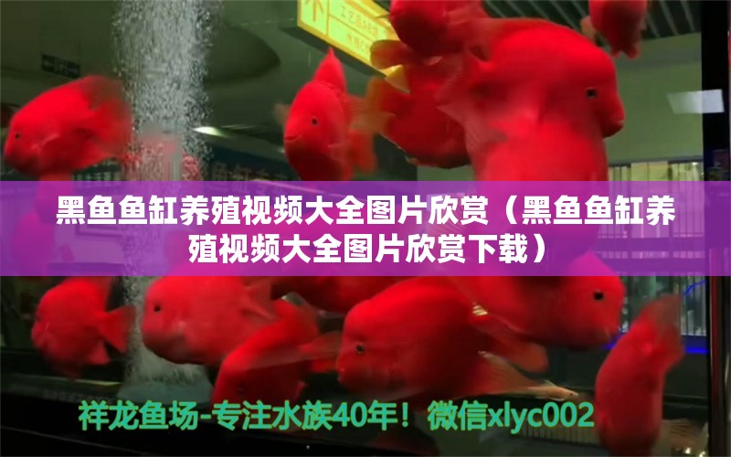 黑魚魚缸養(yǎng)殖視頻大全圖片欣賞（黑魚魚缸養(yǎng)殖視頻大全圖片欣賞下載）