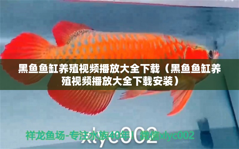 黑魚魚缸養(yǎng)殖視頻播放大全下載（黑魚魚缸養(yǎng)殖視頻播放大全下載安裝）