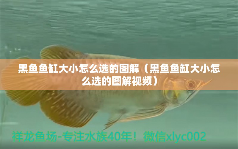 黑魚魚缸大小怎么選的圖解（黑魚魚缸大小怎么選的圖解視頻）