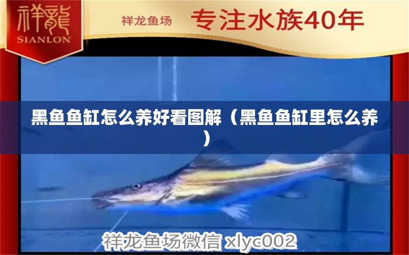 黑魚(yú)魚(yú)缸怎么養(yǎng)好看圖解（黑魚(yú)魚(yú)缸里怎么養(yǎng)）