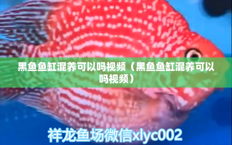 黑魚魚缸混養(yǎng)可以嗎視頻（黑魚魚缸混養(yǎng)可以嗎視頻）