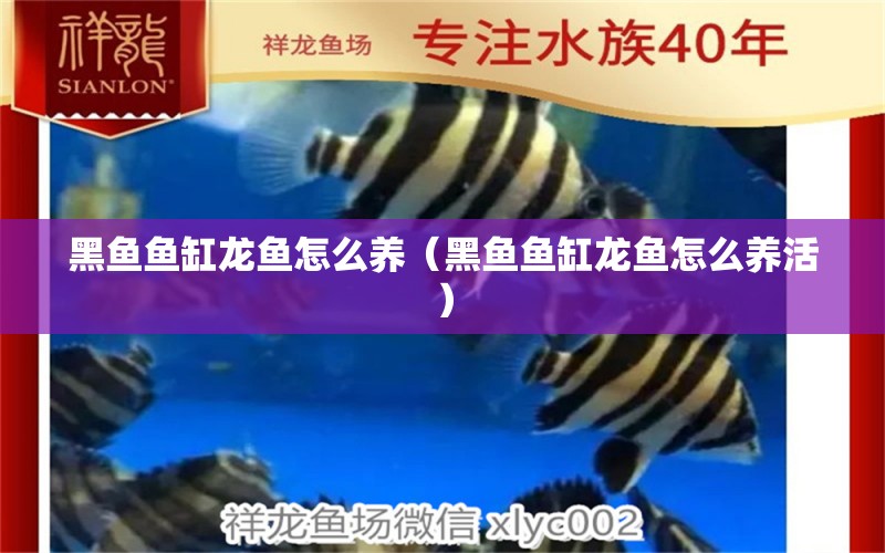 黑魚魚缸龍魚怎么養(yǎng)（黑魚魚缸龍魚怎么養(yǎng)活） 祥龍水族醫(yī)院