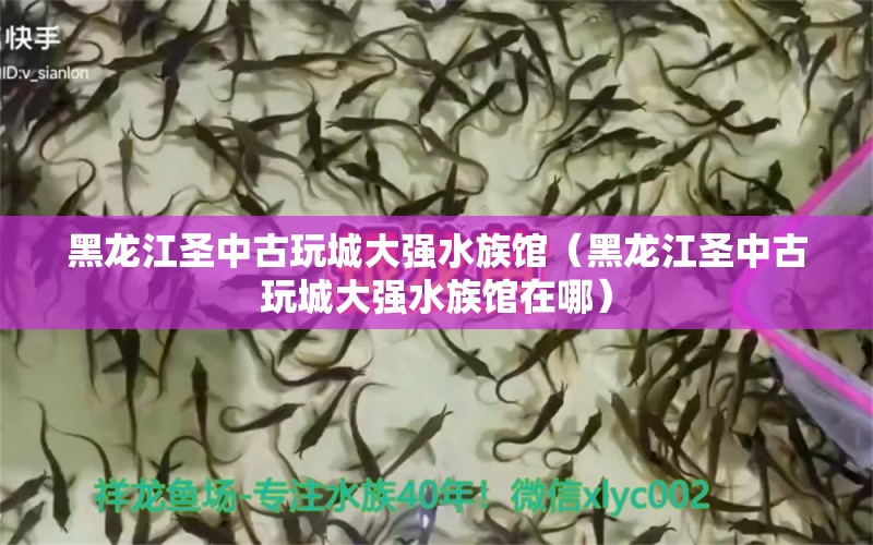 黑龍江圣中古玩城大強(qiáng)水族館（黑龍江圣中古玩城大強(qiáng)水族館在哪）