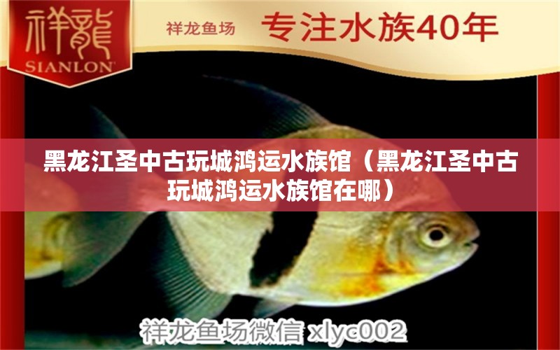 黑龍江圣中古玩城鴻運(yùn)水族館（黑龍江圣中古玩城鴻運(yùn)水族館在哪）