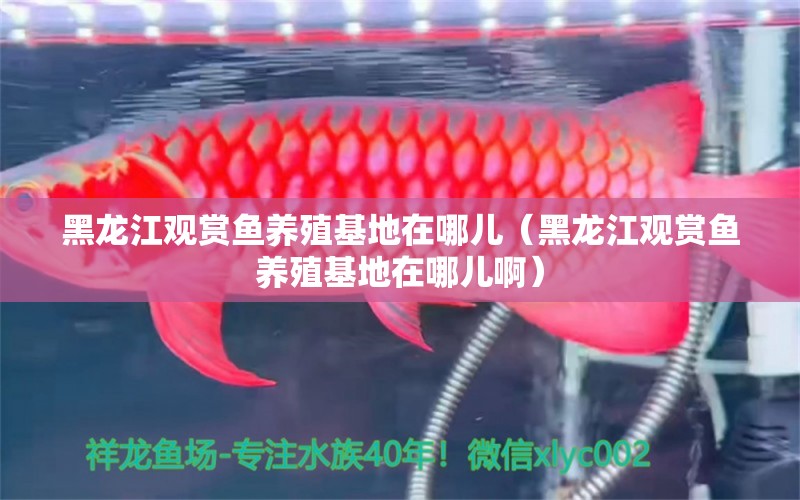 黑龍江觀賞魚養(yǎng)殖基地在哪兒（黑龍江觀賞魚養(yǎng)殖基地在哪兒?。? title=