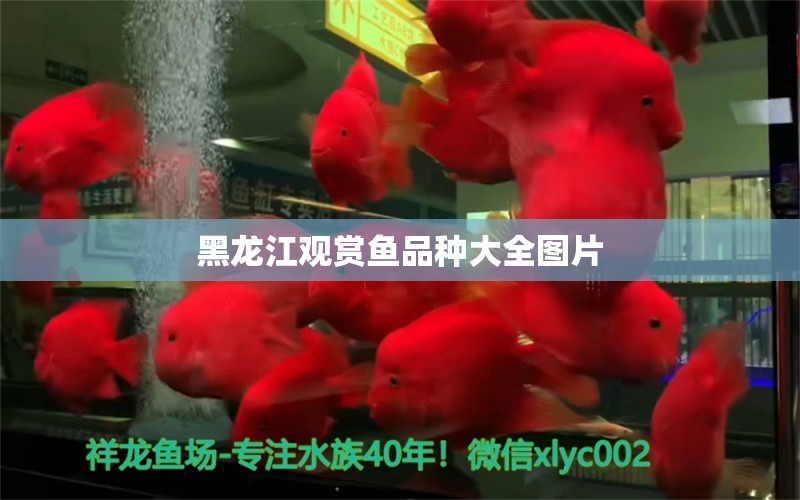 黑龍江觀賞魚品種大全圖片