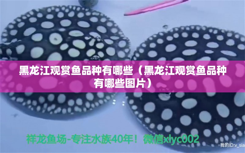 黑龍江觀賞魚品種有哪些（黑龍江觀賞魚品種有哪些圖片） 玫瑰銀版魚