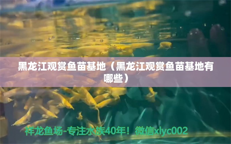 黑龍江觀賞魚苗基地（黑龍江觀賞魚苗基地有哪些）