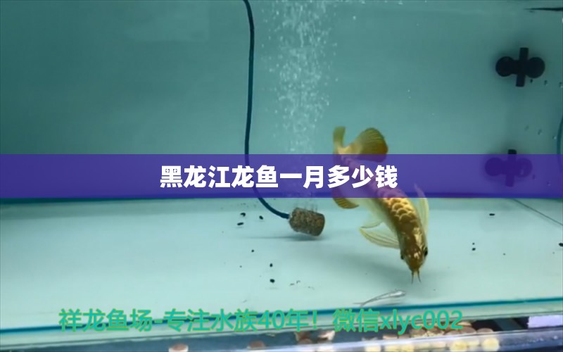 黑龍江龍魚一月多少錢  巨骨舌魚