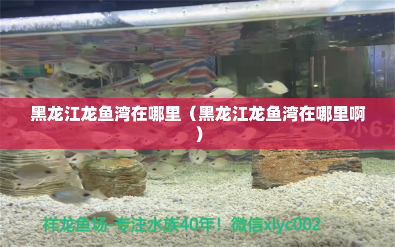 黑龍江龍魚灣在哪里（黑龍江龍魚灣在哪里?。? title=