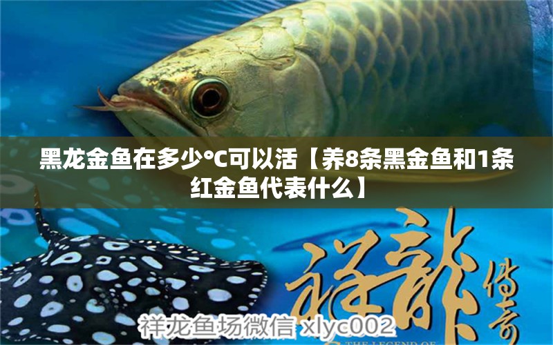 黑龍金魚在多少℃可以活【養(yǎng)8條黑金魚和1條紅金魚代表什么】 龍魚批發(fā)