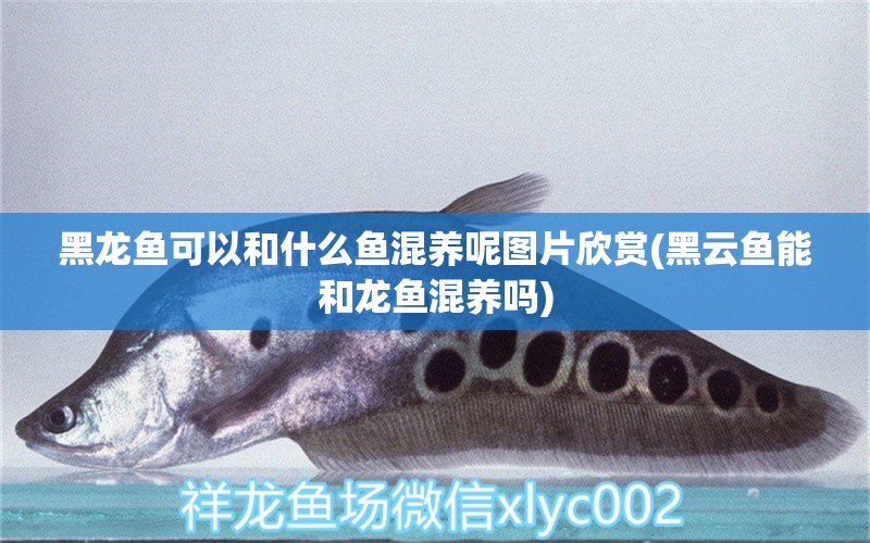 黑龍魚(yú)可以和什么魚(yú)混養(yǎng)呢圖片欣賞(黑云魚(yú)能和龍魚(yú)混養(yǎng)嗎)