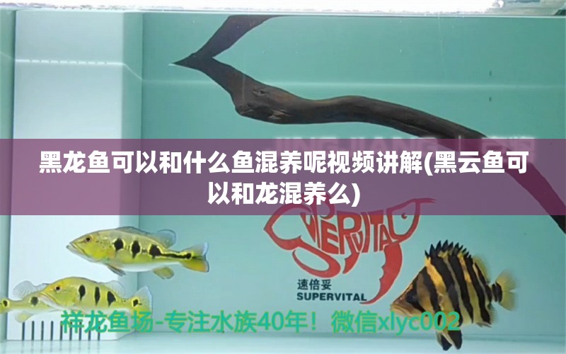 黑龍魚可以和什么魚混養(yǎng)呢視頻講解(黑云魚可以和龍混養(yǎng)么) 黑云魚 第1張