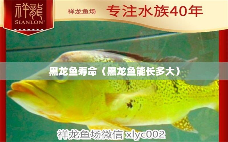 黑龍魚壽命（黑龍魚能長(zhǎng)多大） 細(xì)線銀板魚苗