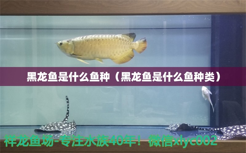 黑龍魚是什么魚種（黑龍魚是什么魚種類） 觀賞魚批發(fā)