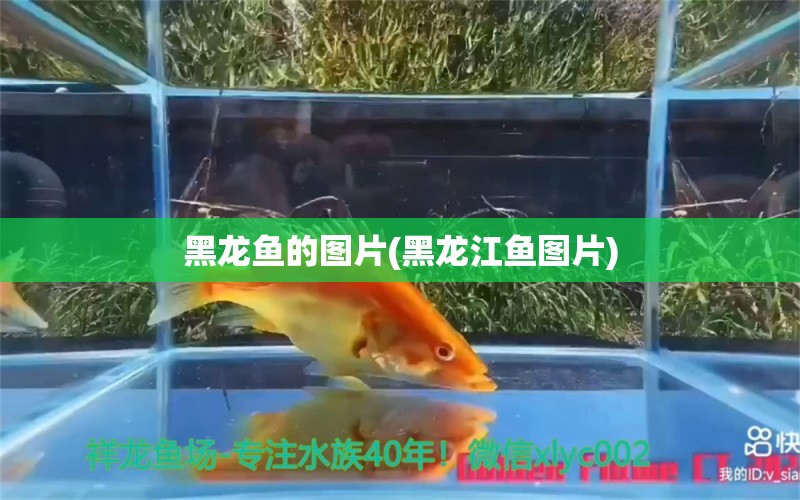 黑龍魚的圖片(黑龍江魚圖片) 大嘴鯨魚