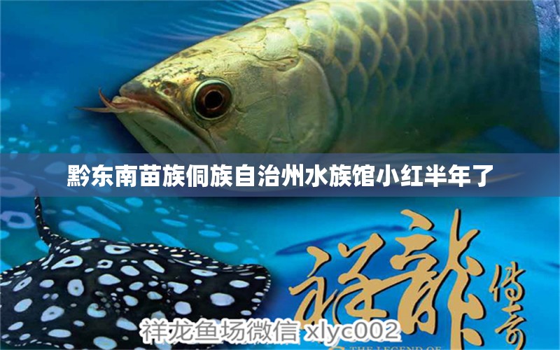 黔東南苗族侗族自治州水族館小紅半年了 戰(zhàn)車紅龍魚 第2張