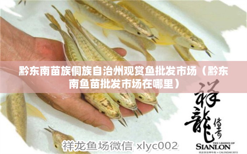 黔東南苗族侗族自治州觀賞魚(yú)批發(fā)市場(chǎng)（黔東南魚(yú)苗批發(fā)市場(chǎng)在哪里） 觀賞魚(yú)批發(fā)