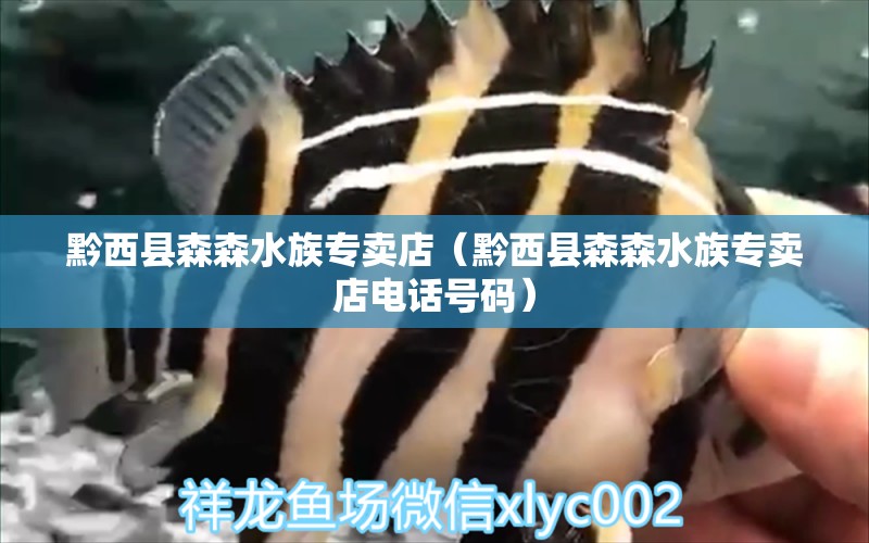 黔西縣森森水族專賣店（黔西縣森森水族專賣店電話號碼） 全國水族館企業(yè)名錄