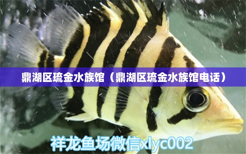 鼎湖區(qū)琉金水族館（鼎湖區(qū)琉金水族館電話）