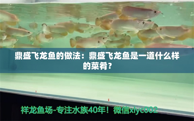 鼎盛飛龍魚的做法：鼎盛飛龍魚是一道什么樣的菜肴？ 水族問答 第2張