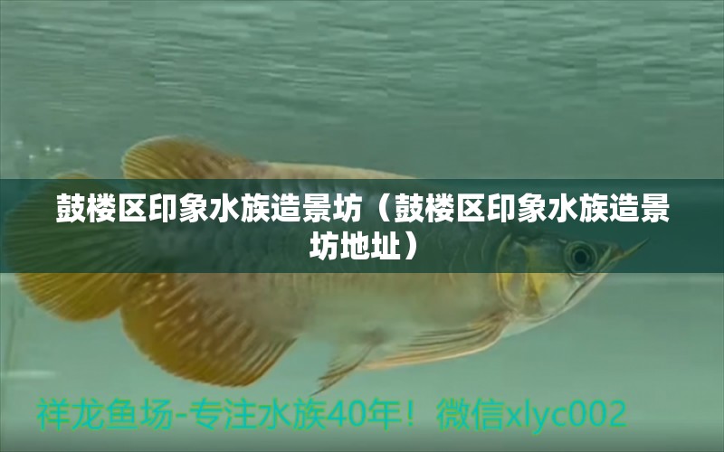 鼓樓區(qū)印象水族造景坊（鼓樓區(qū)印象水族造景坊地址） 全國水族館企業(yè)名錄