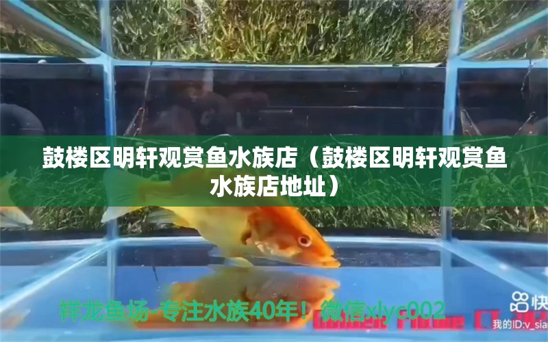 鼓樓區(qū)明軒觀賞魚水族店（鼓樓區(qū)明軒觀賞魚水族店地址） 全國水族館企業(yè)名錄