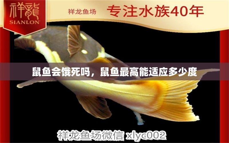 鼠魚會餓死嗎，鼠魚最高能適應多少度 觀賞魚 第1張