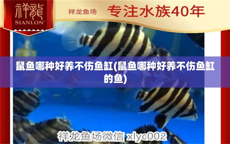 鼠魚哪種好養(yǎng)不傷魚缸(鼠魚哪種好養(yǎng)不傷魚缸的魚) 刀魚魚